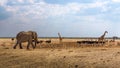 Elephant, giraffes, zebras and other animals at a waterhole in Namibia Royalty Free Stock Photo