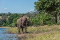 Elephant giving itself dust bath beside river