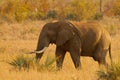 Elephant in golden light Royalty Free Stock Photo