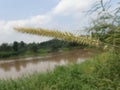 Elephant grass flower beside the river, with river and nature background. Royalty Free Stock Photo