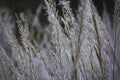 Elephant grass flowering, Kanha Tiger Reserve, Madhya Pradesh, India