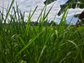 elephant grass that grows on the edge of Indonesian rice fields Royalty Free Stock Photo