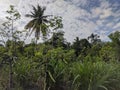 elephant grass leaves on the river bank in the village Royalty Free Stock Photo