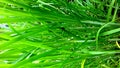 Elephant Grass Plants, small elongated leaves-tapered-pointed-green color,