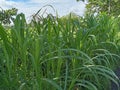 Elephant grass plants thrive on plantations