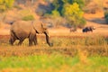 Elephant in the grass. Wildlife scene from nature. Lake with big animals. Water grass in big river, Chobe National park, Botswana,