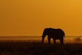 Elephant in a grasslands with sunrise Royalty Free Stock Photo