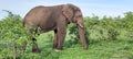Elephant graze tusks trunk green Krugerpark