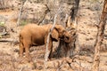 Elephant grazing on a baobab