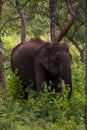 elephant grazing in the jungle forest Royalty Free Stock Photo