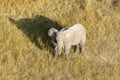 Elephant grazing in water Royalty Free Stock Photo