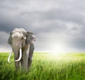 Elephant in green field and rainclouds Royalty Free Stock Photo
