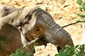 Elephant with green tree branch in mouth, head detail with wrinkles, dusty ground.