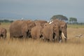 Elephant Group Amboseli - Big Five Safari white Heron African bush elephant Loxodonta africana