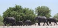 Elephant group on the Chobe River Front in Chobe National Park