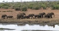 Elephant group drinking at the pool in kruger park south africa Royalty Free Stock Photo