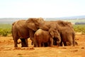 Elephant group hug Royalty Free Stock Photo