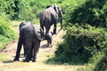 A elephant group leaves the shore