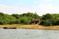 A elephant group leaves the shore Royalty Free Stock Photo