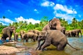 Elephant group in the river Royalty Free Stock Photo