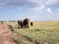 Elephant Group in Serengeti National Park, Tanzania Royalty Free Stock Photo