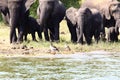 An elephant group with small baby elephants Royalty Free Stock Photo