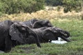 Elephant group taking bath and drinking at a waterhole in Chobe Royalty Free Stock Photo