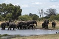 Elephant group taking bath and drinking at a waterhole in Chobe Royalty Free Stock Photo