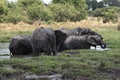 Elephant group taking bath and drinking at a waterhole in Chobe Royalty Free Stock Photo