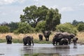 Elephant group taking bath and drinking at a waterhole in Chobe Royalty Free Stock Photo