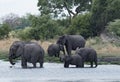 Elephant group taking bath and drinking at a waterhole in Chobe Royalty Free Stock Photo