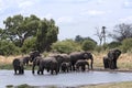 Elephant group taking bath and drinking at a waterhole in Moremi Game Reserve, Botswana