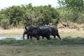 Elephant group taking bath and drinking at a waterhole in Moremi Game Reserve, Botswana Royalty Free Stock Photo