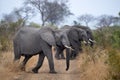 Elephant group in kruger park south africa crossing the road Royalty Free Stock Photo