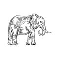 Elephant hand drawing isolated. Animal vector illustration Royalty Free Stock Photo