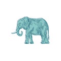 Elephant hand drawing isolated. Animal vector illustration Royalty Free Stock Photo