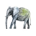 Elephant, hand painted watercolor illustration Royalty Free Stock Photo