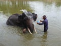 The elephant handlers bathe elephants in the river Royalty Free Stock Photo