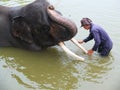 The elephant handlers bathe elephants in the river Royalty Free Stock Photo