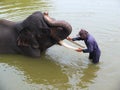 The elephant handlers bathe elephants in the river Royalty Free Stock Photo