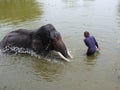 The elephant handlers bathe elephants in the river Royalty Free Stock Photo