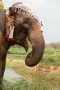 Elephant happiness with water after Ordination parade on elephant Royalty Free Stock Photo