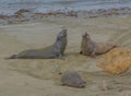 Elephant and Harbor Seals on a beach of the Pacific Ocean in San Luis Obispo County, California