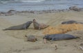 Elephant and Harbor Seals on a beach of the Pacific Ocean in San Luis Obispo County, California