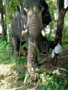 Elephant has salender to own hount in kerala