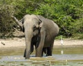Elephant having bath Royalty Free Stock Photo