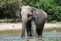 Elephant having bath Royalty Free Stock Photo