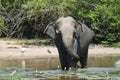 Elephant having bath Royalty Free Stock Photo