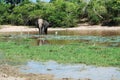 Elephant having bath Royalty Free Stock Photo