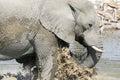 Elephant having bath. Royalty Free Stock Photo